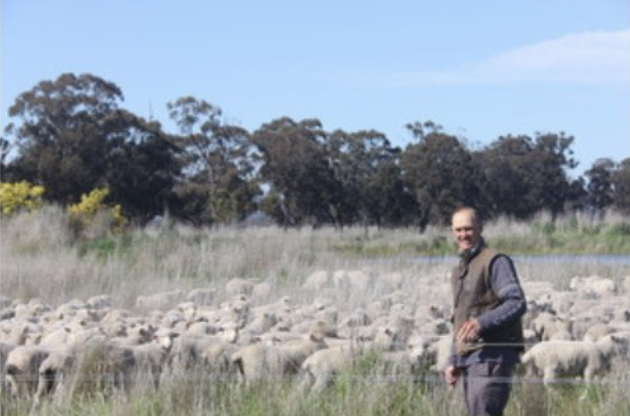 Coolwoola Plains regenerative holistic grazing