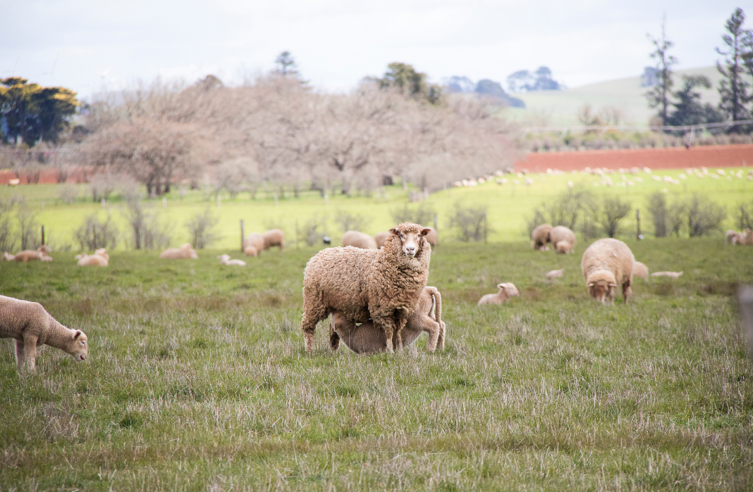 Balala Station sheep regenerative grazing